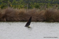 IMG_1518.JPG