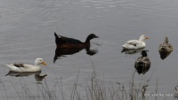 DSC00283.JPG