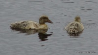 DSC00284.JPG